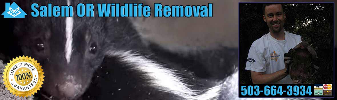 Salem Wildlife and Animal Removal